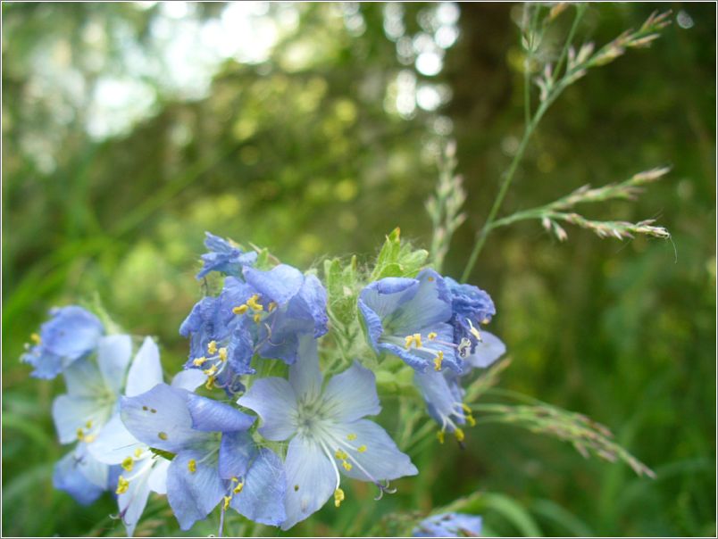 Northern Jacobs Ladder