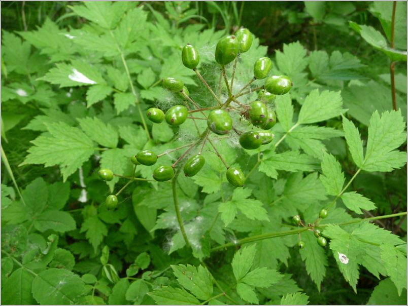 baneberry