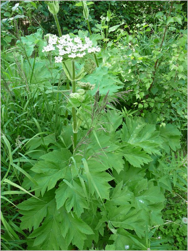 cow_parsnip