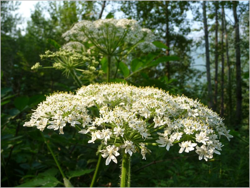 cow_parsnip_02