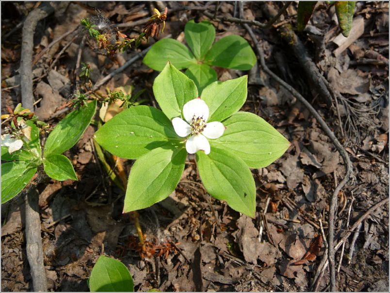 dwarf_dogwood