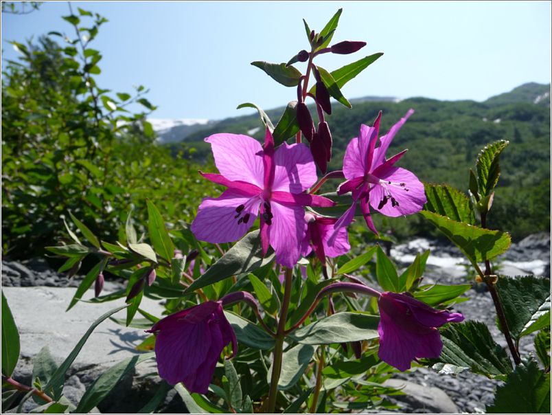 dwarf_fireweed_river_beauty