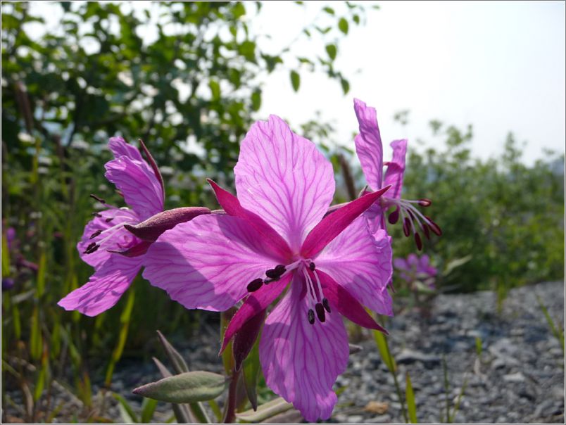 dwarf_fireweed_river_beauty_2