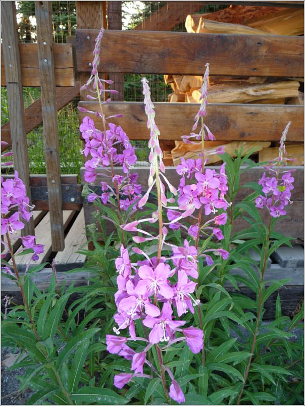 fireweed