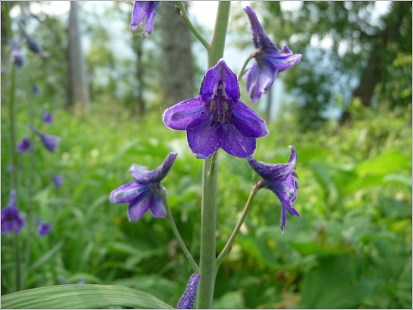 larkspur