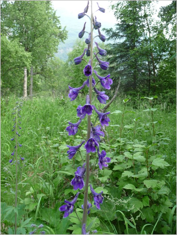 larkspur_02