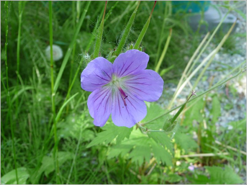 wild_geranium